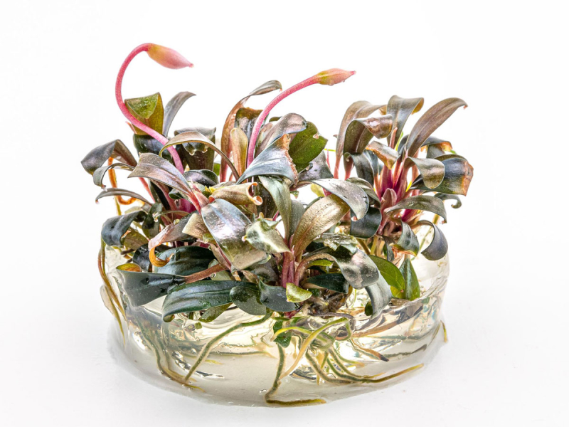 Preview: Braun-rotes Blatt - Bucephalandra sp. ´Serimbu Brown´ in vitro